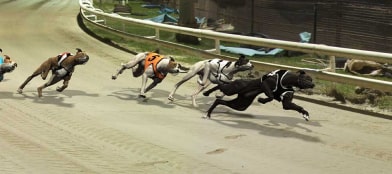 Greyhounds-min